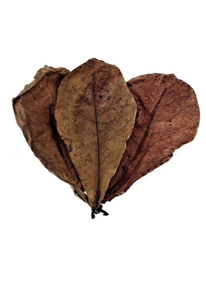 ورق اللوز الهندي لاحواض اسماك الزينة و التيراريوم - Image 3