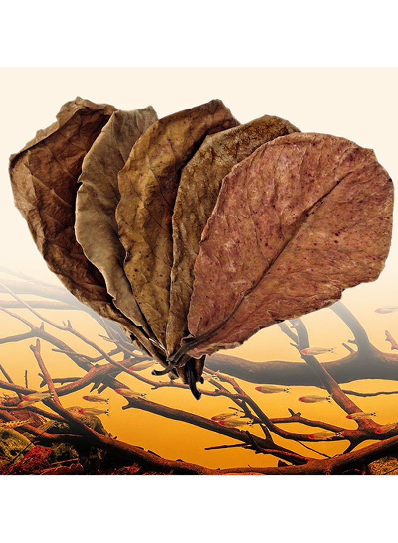 ورق اللوز الهندي لاحواض اسماك الزينة و التيراريوم - Image 2