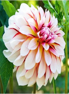 Can be Planted All Year Round/Extraordinary Flowers/Long Flowering Period/Dahlia Seeds/Perennial plants-75 PCS,d