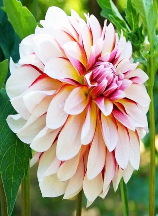 Can be Planted All Year Round/Extraordinary Flowers/Long Flowering Period/Dahlia Seeds/Perennial plants-75 PCS,d - pzsku/Z54D629C99DBE297B1FFCZ/45/_/1741600681/15799ee2-573a-4cd1-b282-609fddcb4baf