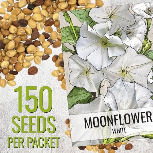 Seed Needs Moonflower Seeds for Planting Prolific Summer White Blooms | 1 Ounce Ipomoea Alba Vine Seeds Moonflowers Attract Pollinators with up to 6" Blooms | Bulk Vinning Plant Seeds - Image 2