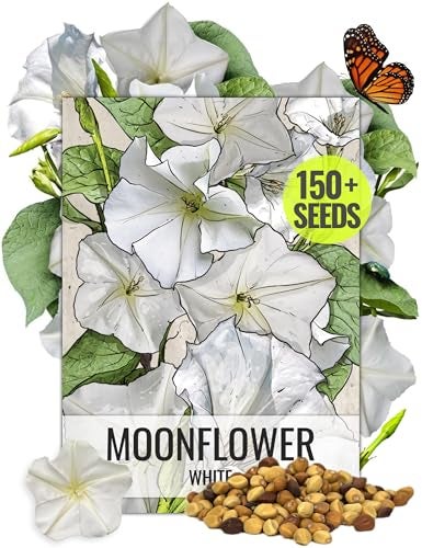 Seed Needs Moonflower Seeds for Planting Prolific Summer White Blooms | 1 Ounce Ipomoea Alba Vine Seeds Moonflowers Attract Pollinators with up to 6" Blooms | Bulk Vinning Plant Seeds - Image 1