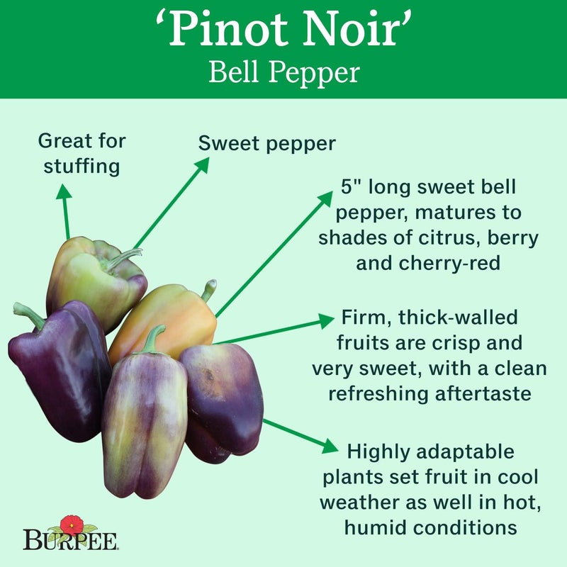 Burpee بذور فلفل حلو بينوت نوار من بيربي 30 بذور - Image 2