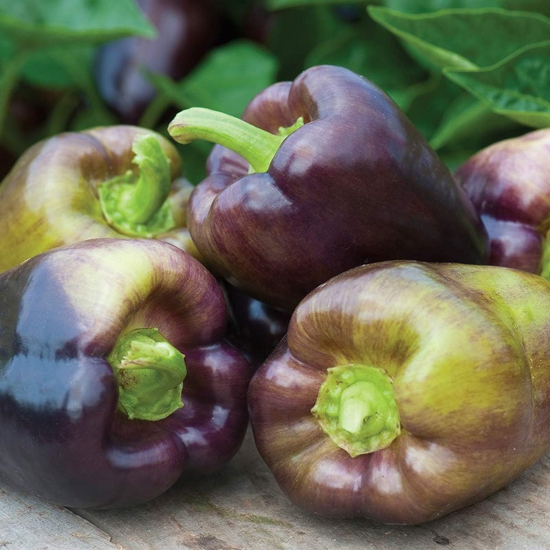 Burpee بذور فلفل حلو بينوت نوار من بيربي 30 بذور - Image 5