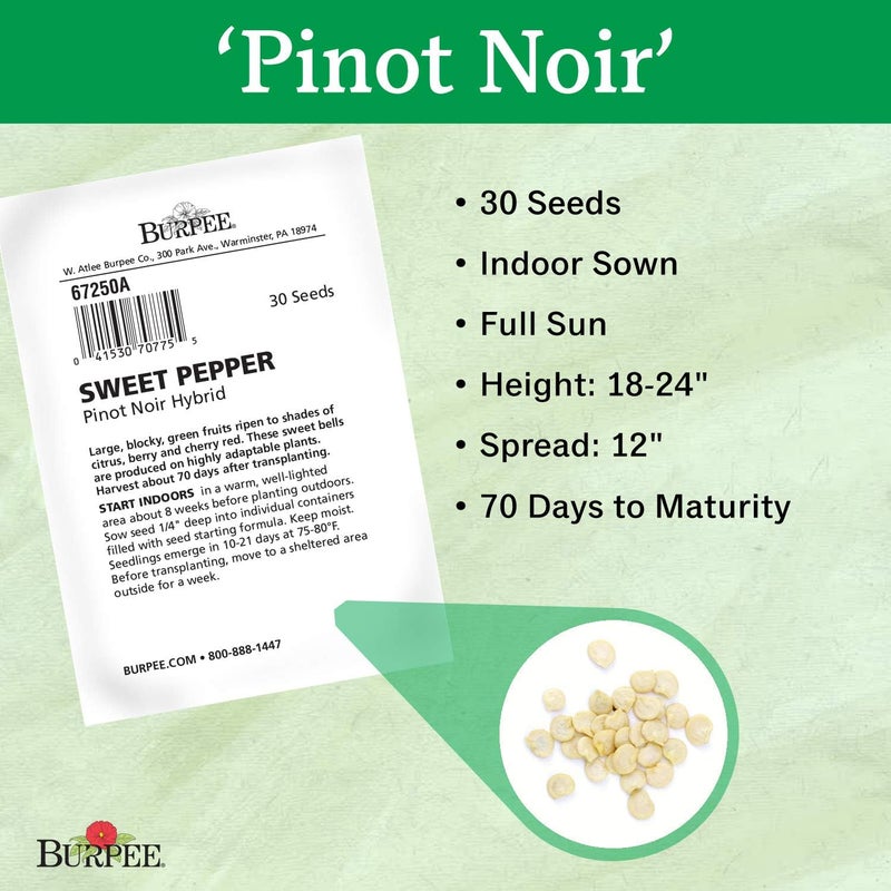 Burpee بذور فلفل حلو بينوت نوار من بيربي 30 بذور - Image 3