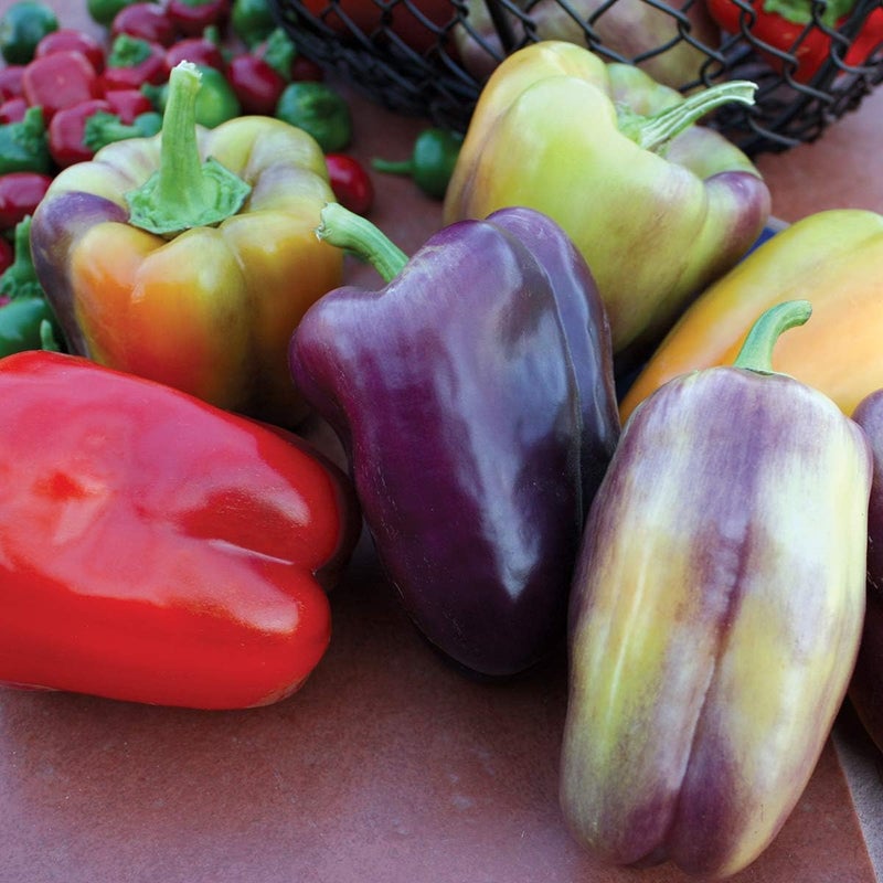 Burpee بذور فلفل حلو بينوت نوار من بيربي 30 بذور - Image 1