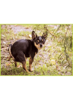 Better Me Prank Puzzle Surprise Cheeky Chihuahua 500 Piece Puzzle. Prank Gift Pooping Dogs Puzzle, Gag Gifts for Adults & Teens. Pooping Puppy Funny Puzzles Chihuahua Gifts (Pooping Chihuahua Prank Puzzle)  - Image 3