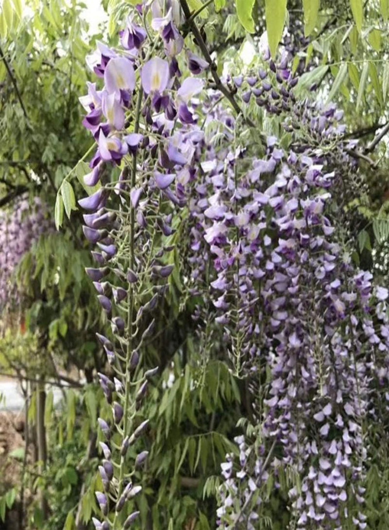 GGOOT 15Pcs Wisteria Seeds Perennial Decoration Climbing Flower Fast-Growing Outdoor Road Gardening Planting Greening Gardener's Gift - Image 3
