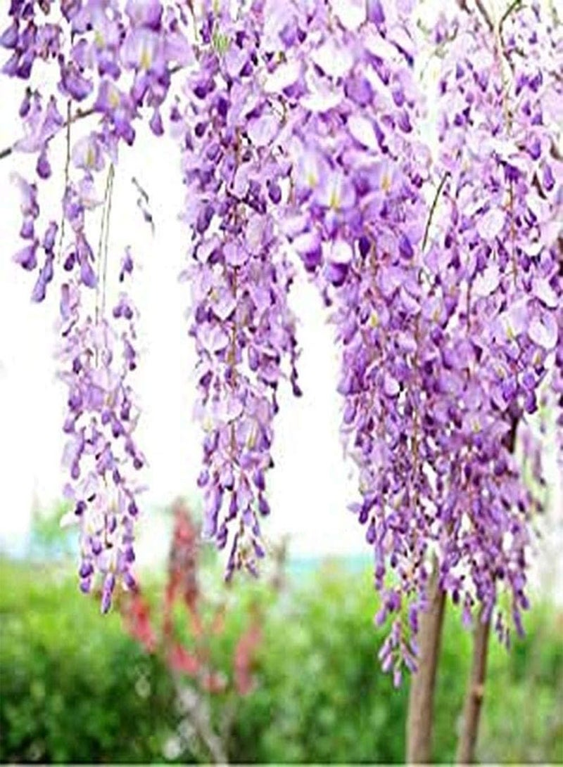 GGOOT 15Pcs Wisteria Seeds Perennial Decoration Climbing Flower Fast-Growing Outdoor Road Gardening Planting Greening Gardener's Gift - Image 2