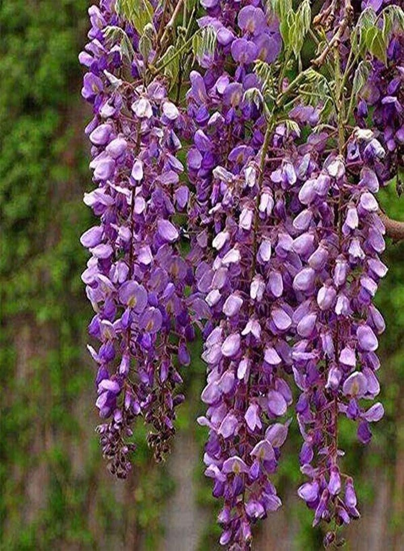 GGOOT 15Pcs Wisteria Seeds Perennial Decoration Climbing Flower Fast-Growing Outdoor Road Gardening Planting Greening Gardener's Gift - Image 1