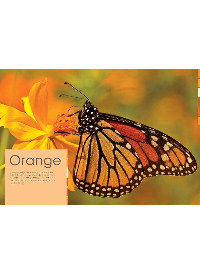 Colourful Creatures: with sticker and activities to make family learning fun  - Image 2