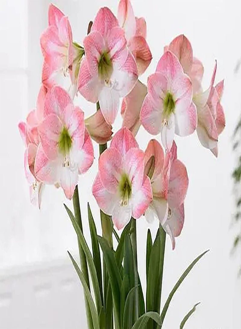 GGOOT 2 rosafarbene Amaryllis Zwiebeln haben EIN verlockendes Aroma Pflegeleicht Voller Exotik Ernten Sie das ganze Jahr über schöne Blumen Geeignet für Anfänger - Image 2