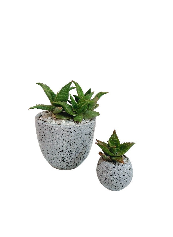 Shatla Shop Aloe Plant Set with grey terrazzo pot  - Image 1