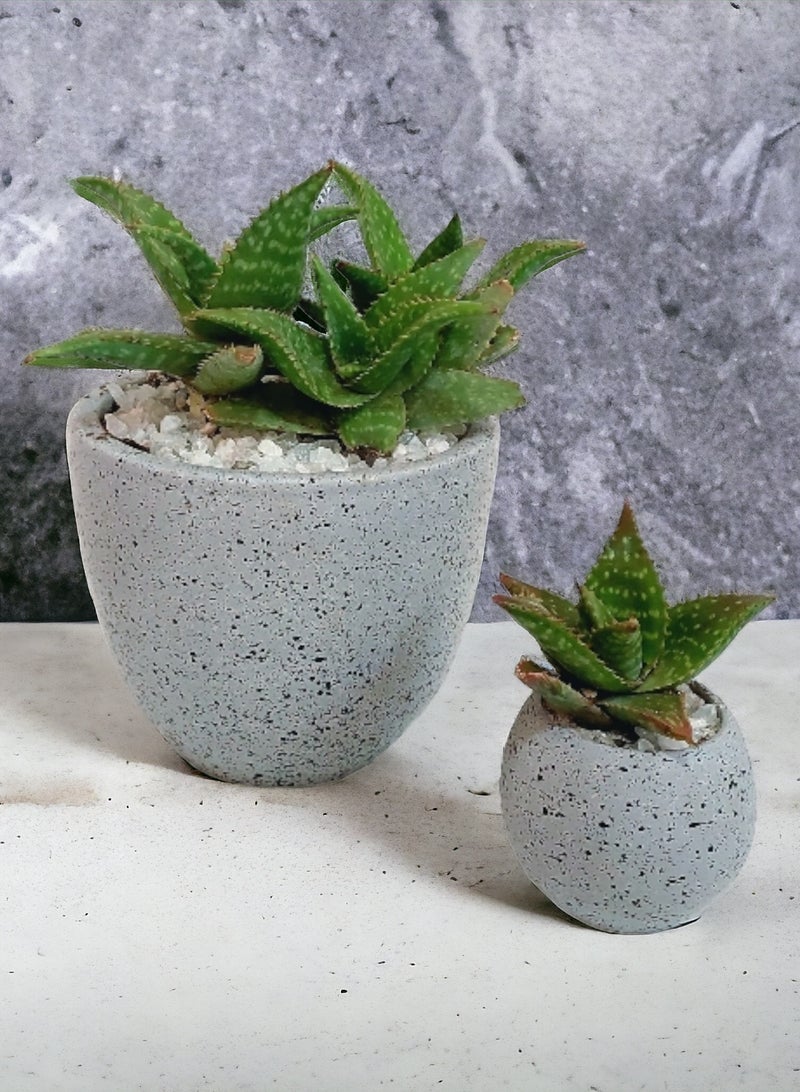 Shatla Shop Aloe Plant Set with grey terrazzo pot  - Image 2