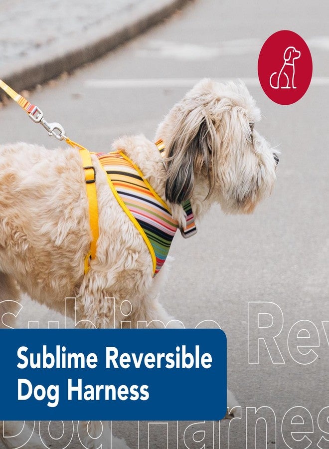 كوستال سرج كلاب قابل للعكس من كوستال بيت سوبلايم - مقاس قابل للتعديل مع سهولة الاستخدام من فوق الرأس - متانة استثنائية - تصميم سوبلايم مخطط مع مربعات ذهبية، مقاس صغير جدًا - 5/8 بوصة × 14 بوصة - 16 بوصة - Image 2