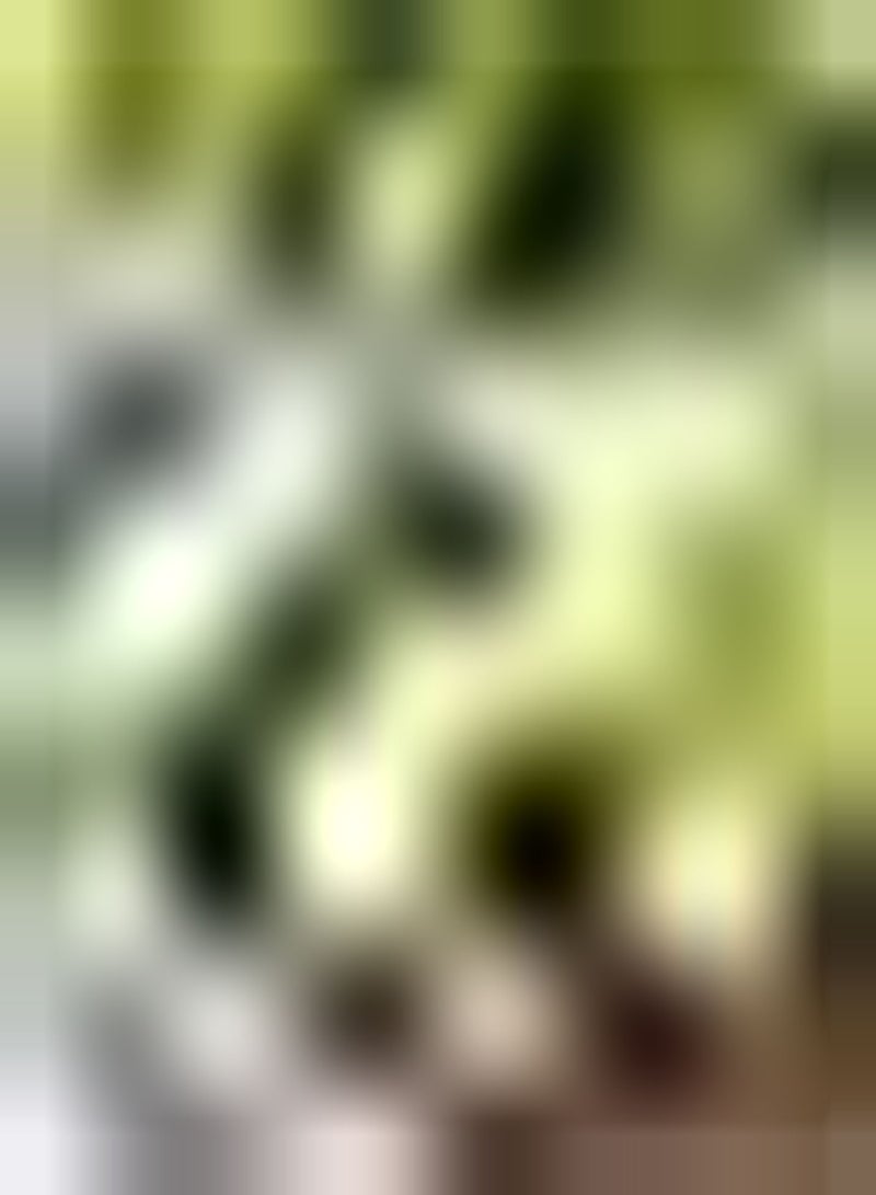 GGOOT 50pcs Feigensamen Erbpcs mehrjährige Früchte Samen Hohe Keimrate Einfach zu pflanzen Fruchtform ist wie gedämpfte Brötchen Gartenarbeit für alle - Image 1