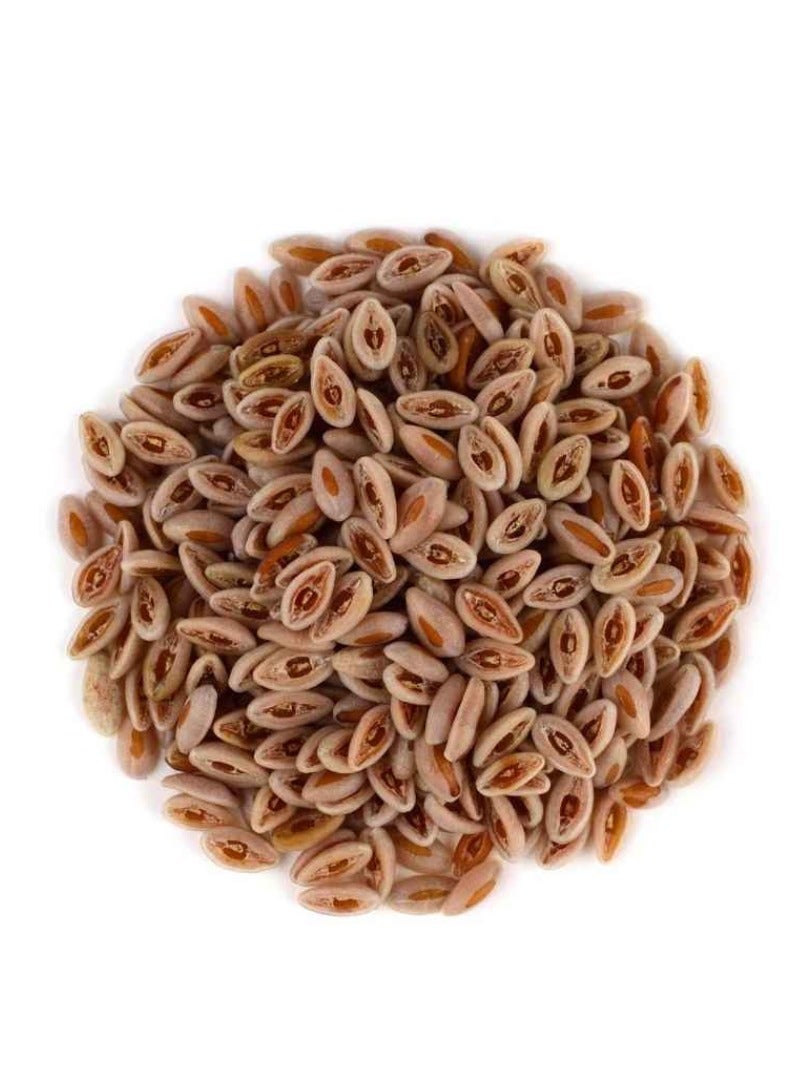 Luqmani Herbs Sabut Ispaghol Psyllium Seeds Husk Whole 200gm - Image 4