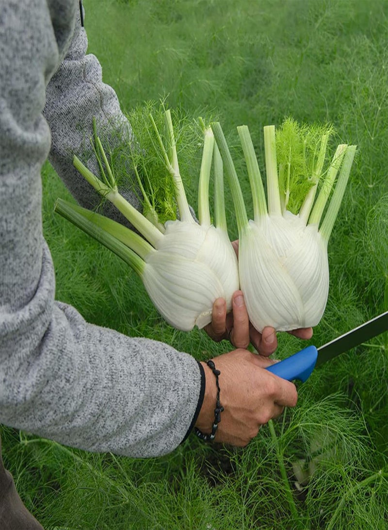 50Pcs Sweet Fennel Florence Seeds Green Vegetable Seeds for Planting Outdoor Garden Farm/for Cooking Dish Soup Seed