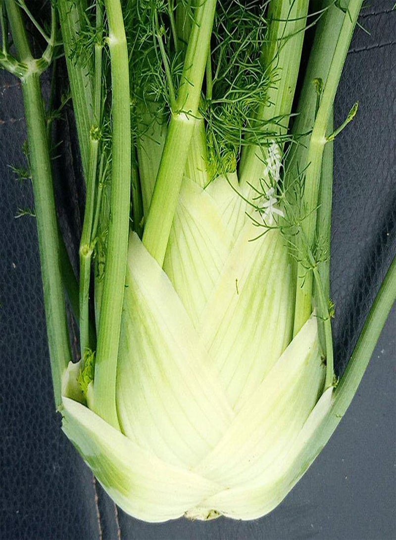 50Pcs Sweet Fennel Florence Seeds Green Vegetable Seeds for Planting Outdoor Garden Farm/for Cooking Dish Soup Seed
