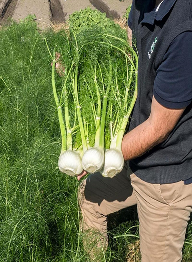 50Pcs Sweet Fennel Florence Seeds Green Vegetable Seeds for Planting Outdoor Garden Farm/for Cooking Dish Soup Seed
