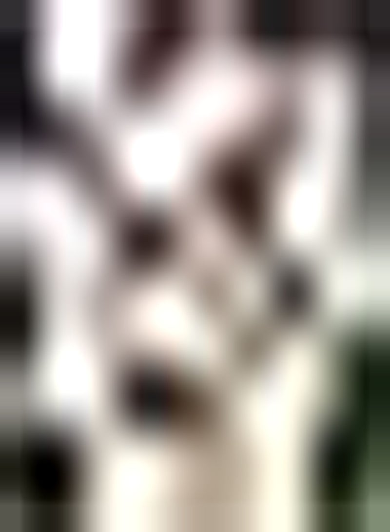 GGOOT 5pcs Mixed Color Tulip Seeds for Garden Plant Decoration Essential Materials for Home Decoration DIY Garden Craft Art Decoration Cultivate Planting Interest - Image 1