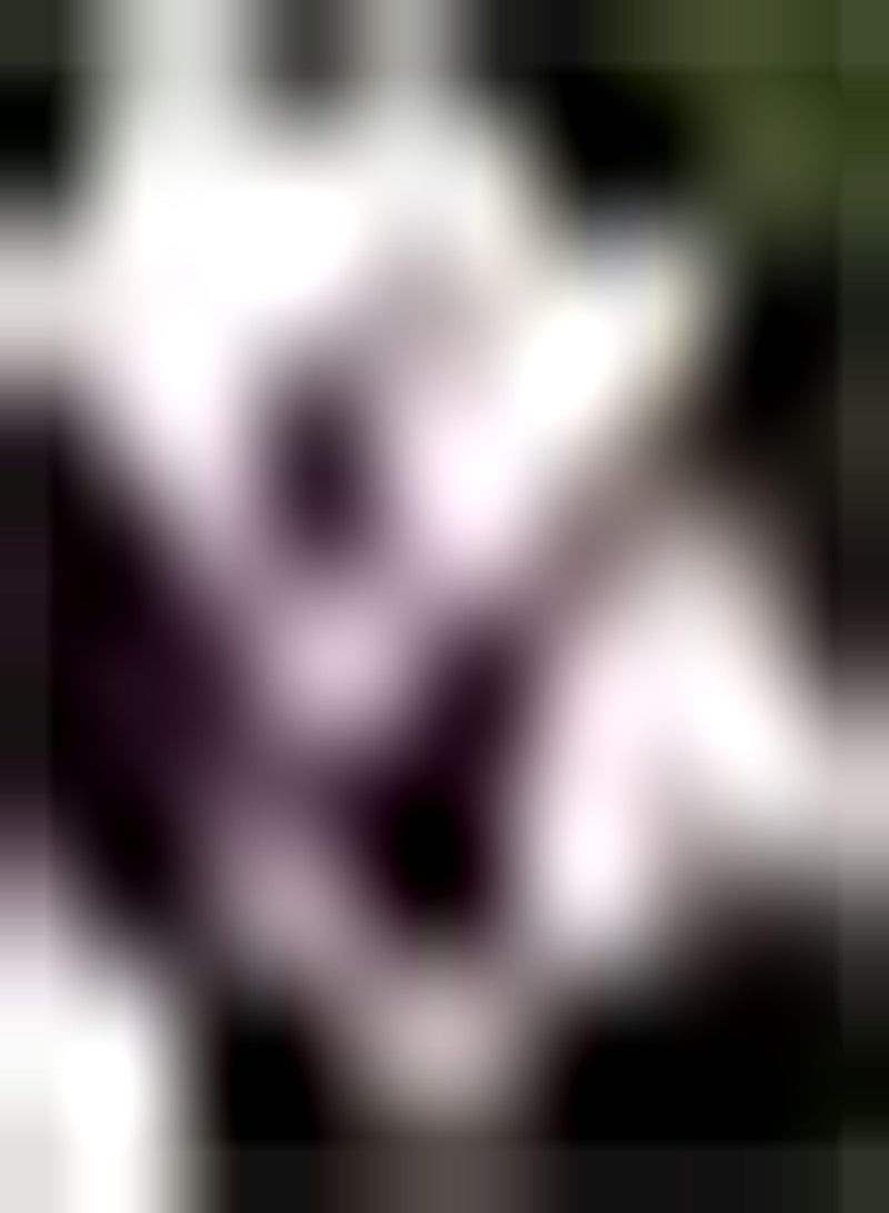 GGOOT 5pcs Mixed Color Tulip Seeds for Garden Plant Decoration Essential Materials for Home Decoration DIY Garden Craft Art Decoration Cultivate Planting Interest - Image 2