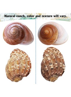Kathson kathson 6pcs Hermit Crab Shells Medium to Large, Natural Sea Conch Size 2" - 3.5", Opening Size 1" - 3", Hermit Crab Replacement Shells Turbo Seashells Tank Accessories  - Image 5