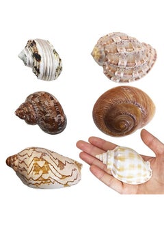 Kathson kathson 6pcs Hermit Crab Shells Medium to Large, Natural Sea Conch Size 2" - 3.5", Opening Size 1" - 3", Hermit Crab Replacement Shells Turbo Seashells Tank Accessories  - Image 1