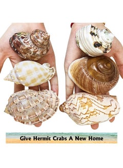 Kathson kathson 6pcs Hermit Crab Shells Medium to Large, Natural Sea Conch Size 2" - 3.5", Opening Size 1" - 3", Hermit Crab Replacement Shells Turbo Seashells Tank Accessories  - Image 3