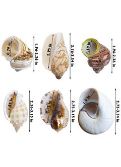 Kathson kathson 6pcs Hermit Crab Shells Medium to Large, Natural Sea Conch Size 2" - 3.5", Opening Size 1" - 3", Hermit Crab Replacement Shells Turbo Seashells Tank Accessories  - Image 2