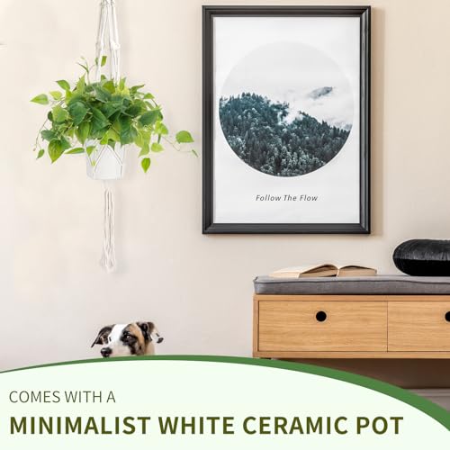 JPSOR Faux Plants Indoor, Pothos Small Fake Plants for Home Decor Indoor Fake Potted Plant Artificial Plants for Living Room Shelf Home Office Decor（White Ceramic Pot） - Image 4