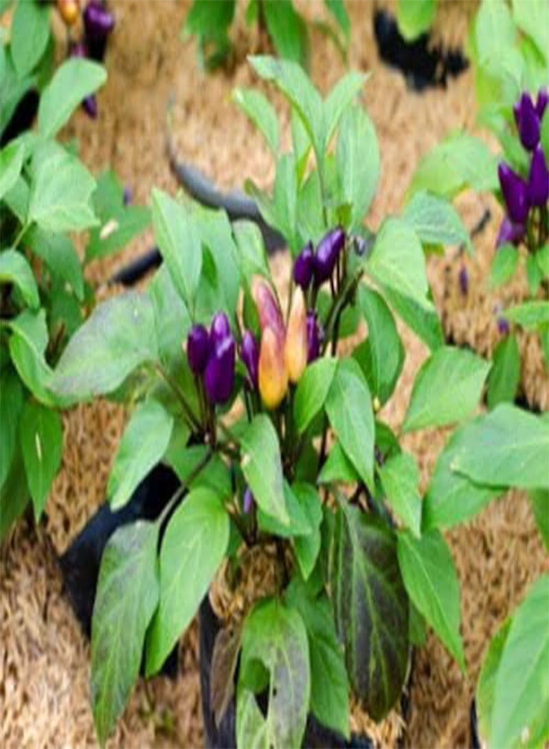 جي جوت بذور الفلفل / الفلفل الحار الفلفل الحار الزينة الصالح للأكل (Capsicum annum) 10 بذور - Image 2