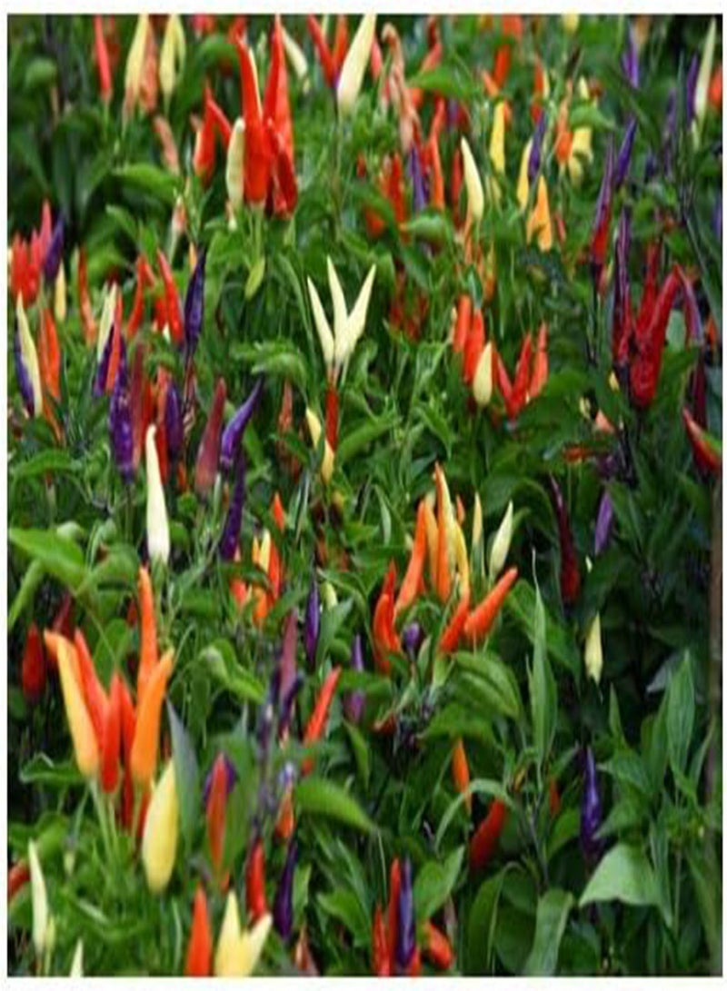 جي جوت بذور الفلفل / الفلفل الحار الفلفل الحار الزينة الصالح للأكل (Capsicum annum) 10 بذور - Image 1