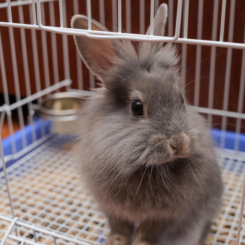 SPOT Stainless Steel Coop Cup with Wire Hooks - Durable, Chew-Resistant Food Bowl for Cages and Crates, Ideal for Feeding Birds, Parrots, Rabbits, Ferrets, and Reptiles, 10oz (1-1/4 Cups) - Image 5