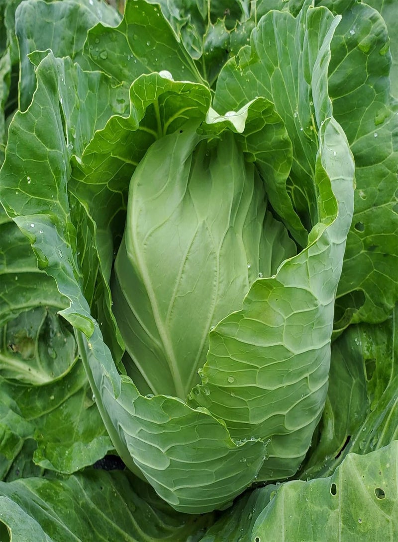 GGOOT 100 Cabbage Seeds - Early Jersey Wakefield - Premium Non-GMO, Open Pollinated, US Grown Seed, Always Fresh!