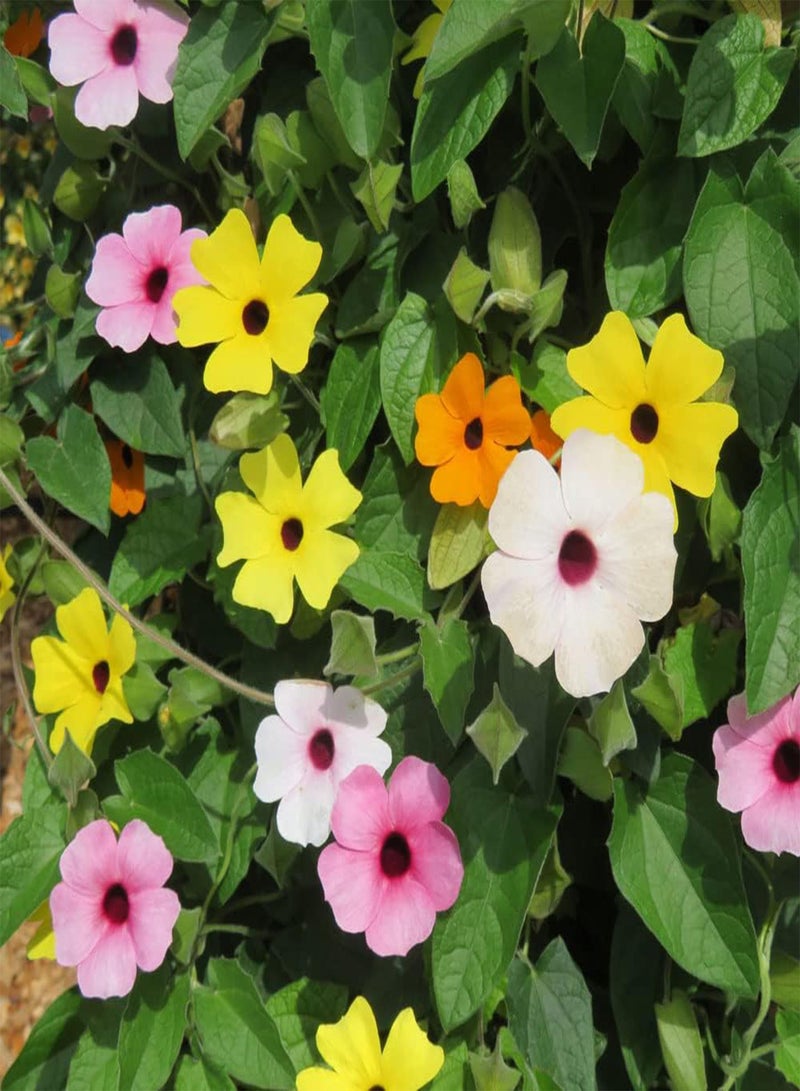 بذور زهرة سوزان بلاك آيد سوزان المختلطة - ثونبيرجيا ألاتا، أزهار مختلطة ملونة، حوالي 350 بذرة، زراعة في حديقة المنزل بواسطة هيفي تورش، 10 جرام