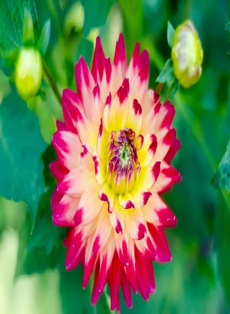 GGOOT 2pcs Gemengde Kleur Dahlia Bollen Mooie Vaste Plant Gemakkelijk Beheer Aanpasbaar Huis Tuin Decoratie Tuinieren Mooie Vaste Plant DIY Beginners - Image 2