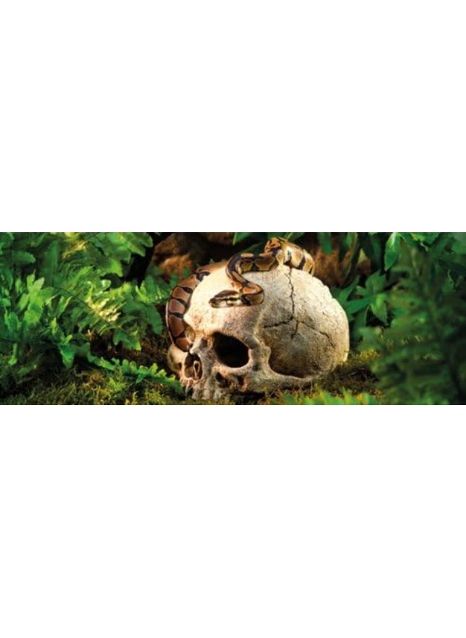 Exo Terra Exo Terra Terrarium Decor - Primate Skull  - Image 2