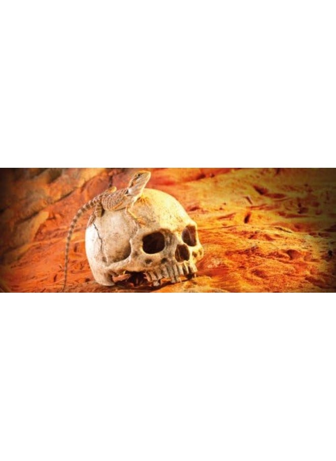 Exo Terra Exo Terra Terrarium Decor - Primate Skull  - Image 3