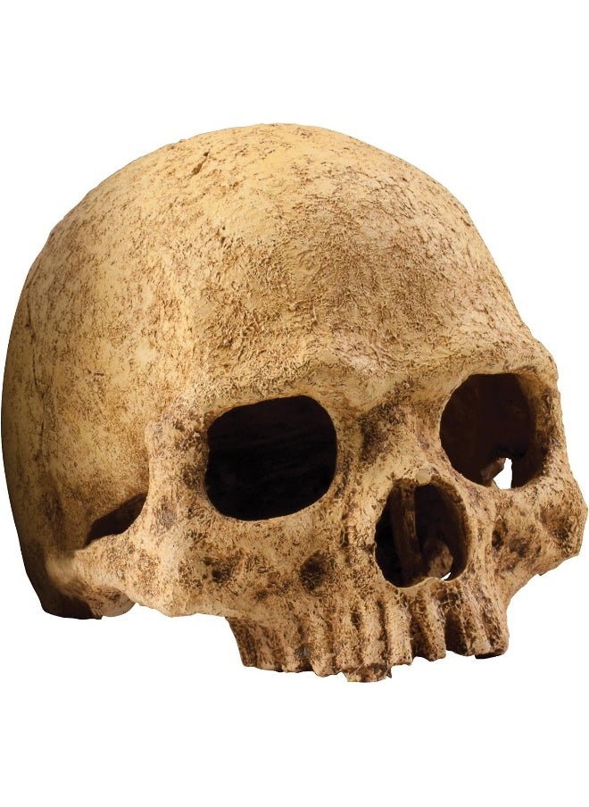 Exo Terra Exo Terra Terrarium Decor - Primate Skull  - Image 1