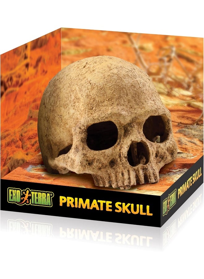 Exo Terra Exo Terra Terrarium Decor - Primate Skull  - Image 4