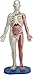 SMARTLAB Toys Squishy Human Body with 21 Removable Body Parts with Anatomy Book - Image 3