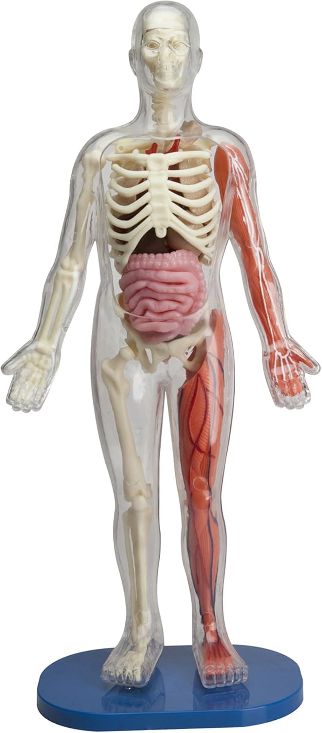 SMARTLAB Toys Squishy Human Body with 21 Removable Body Parts with Anatomy Book - Image 2