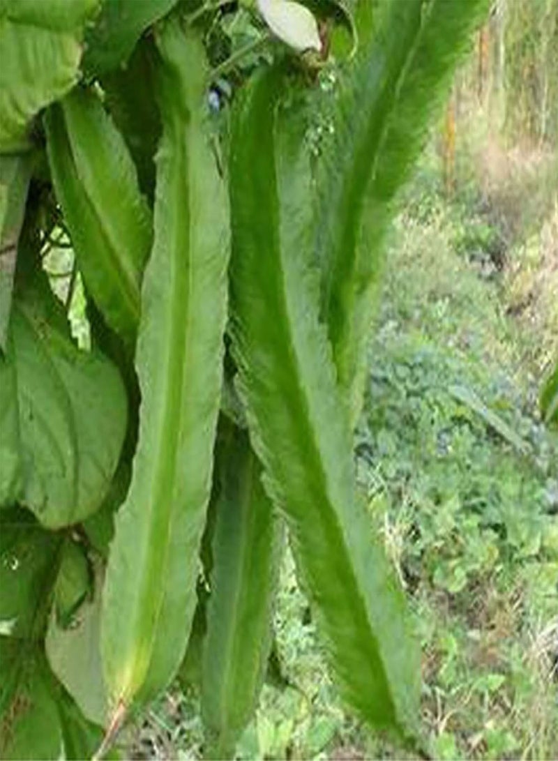 جي جوت بذور الفاصوليا المجنحة 200 قطعة/كيس بذور الفاصوليا المجنحة المزهرة الصالحة للأكل سريعة النمو عالية الإنبات بذور الفاصوليا الخضراء للفناء - Image 3