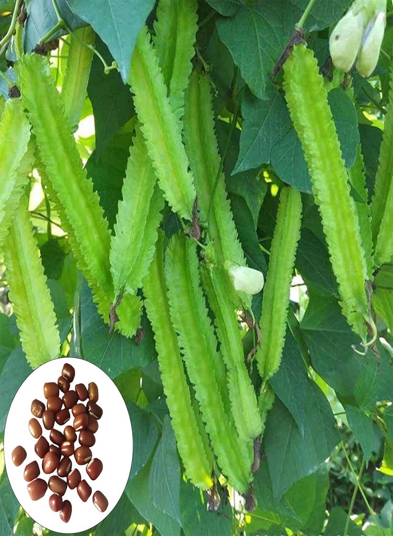 جي جوت بذور الفاصوليا المجنحة 200 قطعة/كيس بذور الفاصوليا المجنحة المزهرة الصالحة للأكل سريعة النمو عالية الإنبات بذور الفاصوليا الخضراء للفناء - Image 1