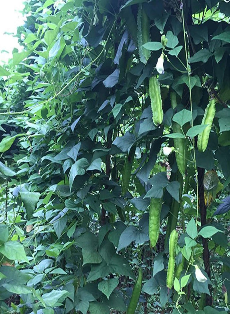 جي جوت بذور الفاصوليا المجنحة 200 قطعة/كيس بذور الفاصوليا المجنحة المزهرة الصالحة للأكل سريعة النمو عالية الإنبات بذور الفاصوليا الخضراء للفناء - Image 5