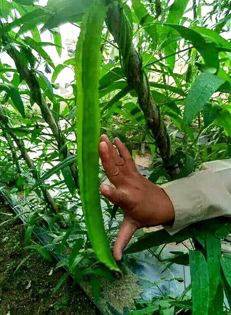 جي جوت بذور الفاصوليا المجنحة 200 قطعة/كيس بذور الفاصوليا المجنحة المزهرة الصالحة للأكل سريعة النمو عالية الإنبات بذور الفاصوليا الخضراء للفناء - Image 4