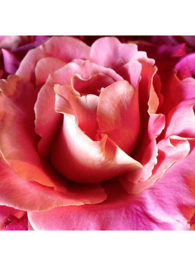 Petal fresh جل الاستحمام والدش الناعم من بتل فريش - رائحة الورد وزهرة العسل - Image 5