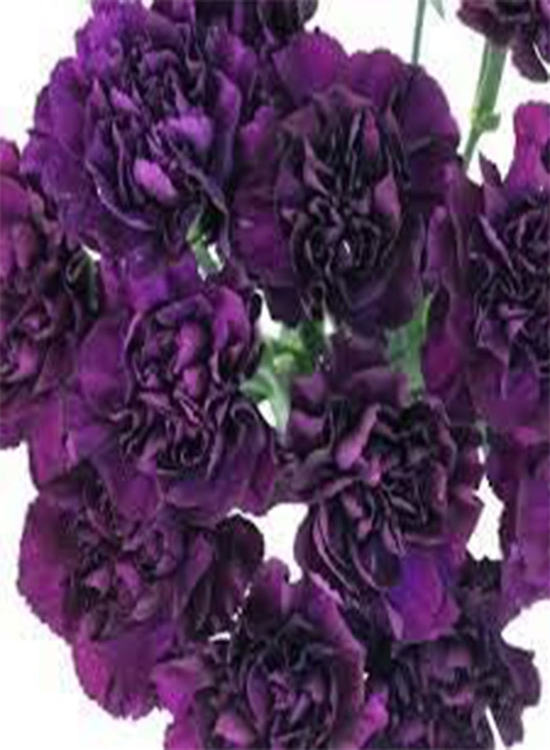 GGOOT 100 Purple Carnation Flower Seeds - Image 1