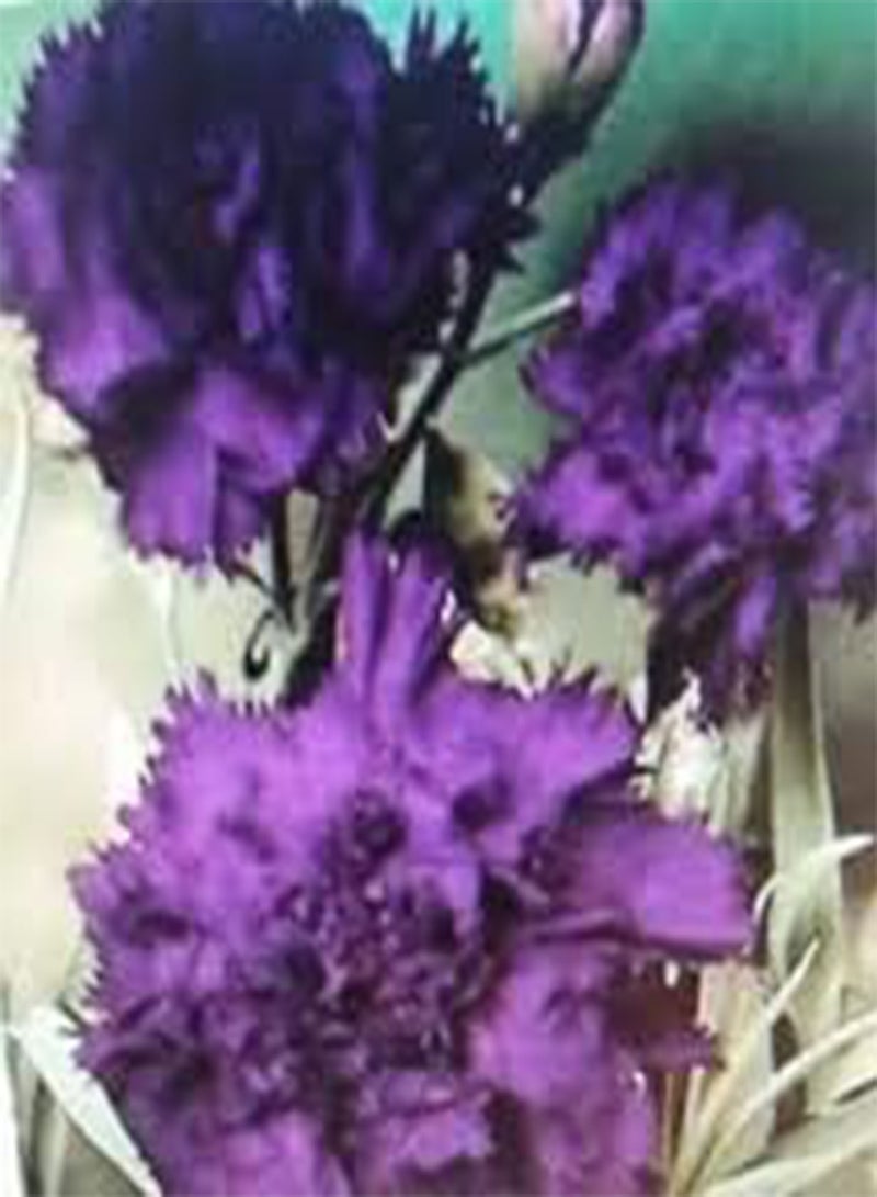 GGOOT 100 Purple Carnation Flower Seeds - Image 3